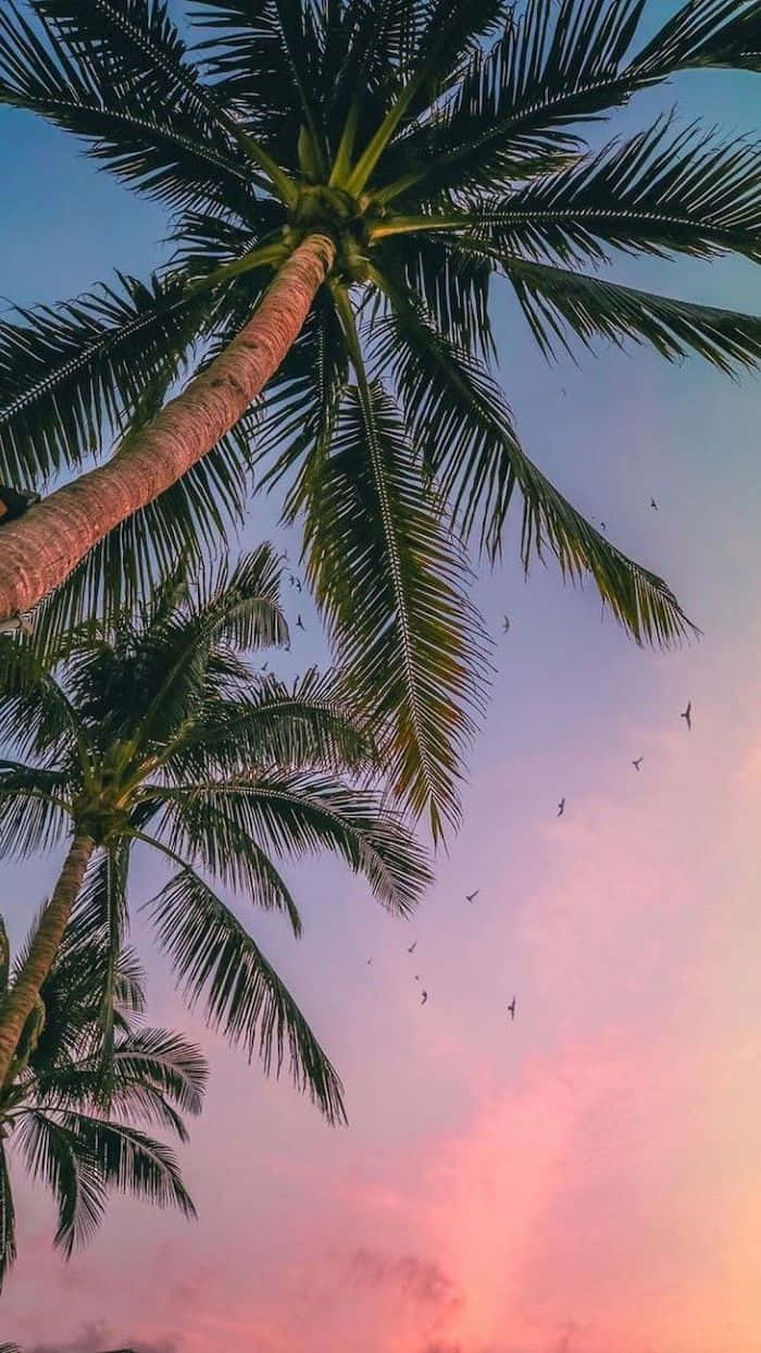 Enjoy The Beautiful View Of This Cute Palm Tree Wallpaper