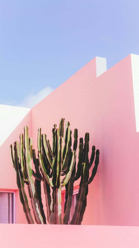 Enjoy The Beauty And Peace Of Desert Cacti With This Stylish Iphone Wallpaper Wallpaper