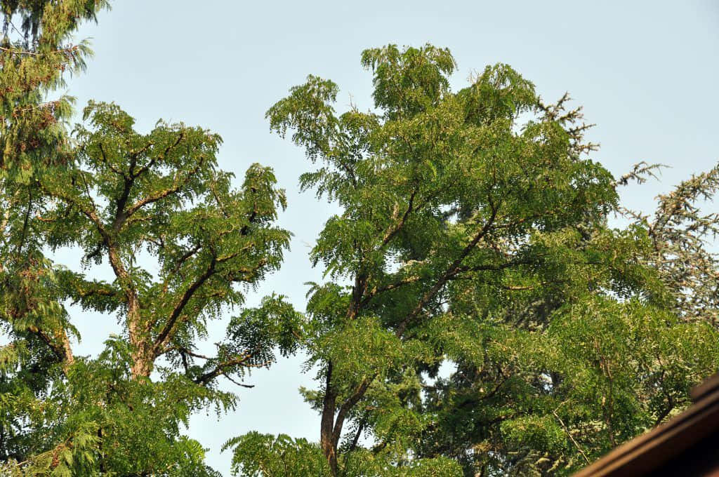 Enjoy The Beauty Of A Black Locust Tree's Flowers And Leaves Wallpaper