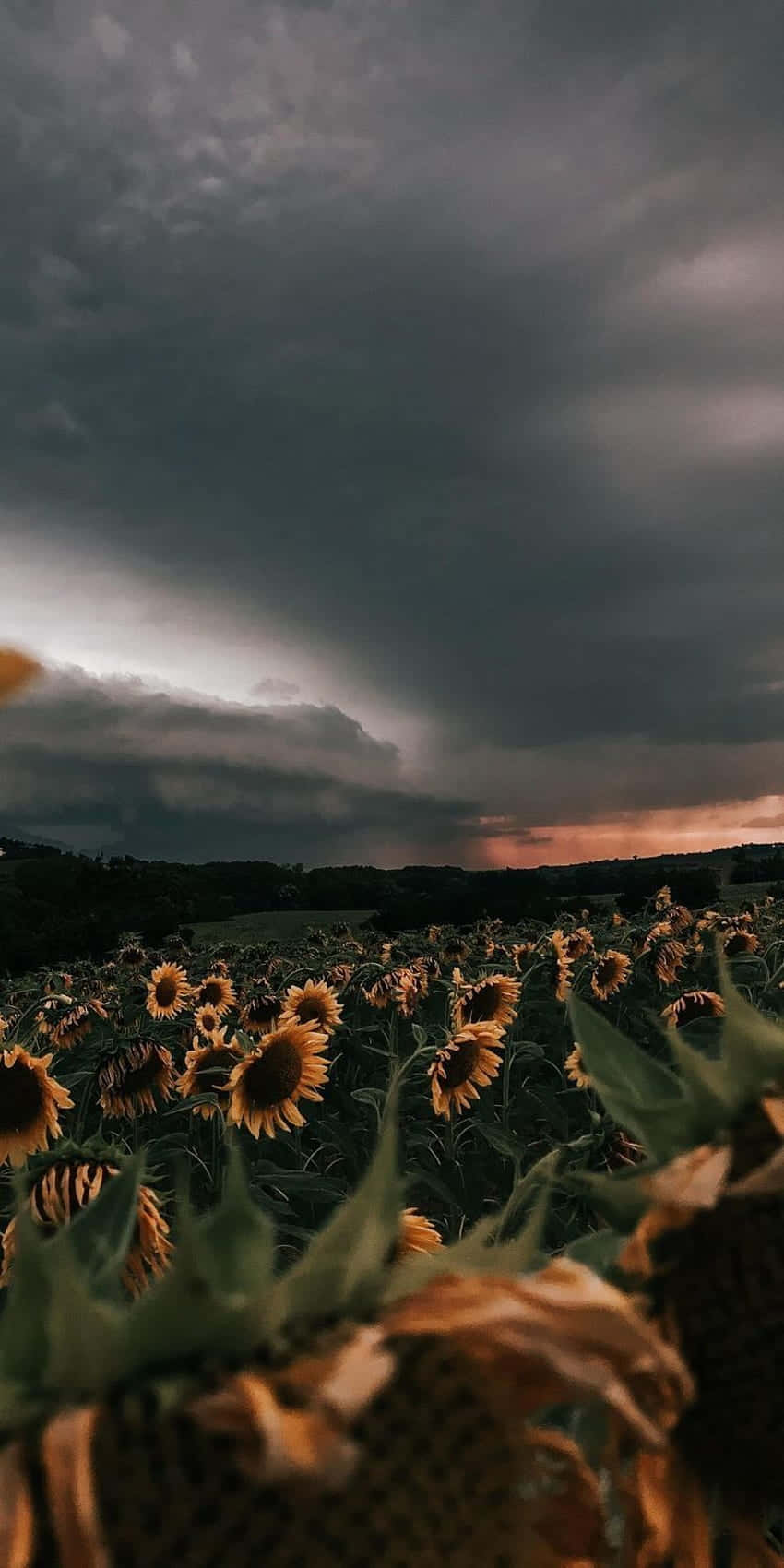 Enjoy The Beauty Of A Bright Yellow Sunflower With This Aesthetic Iphone Wallpaper. Wallpaper