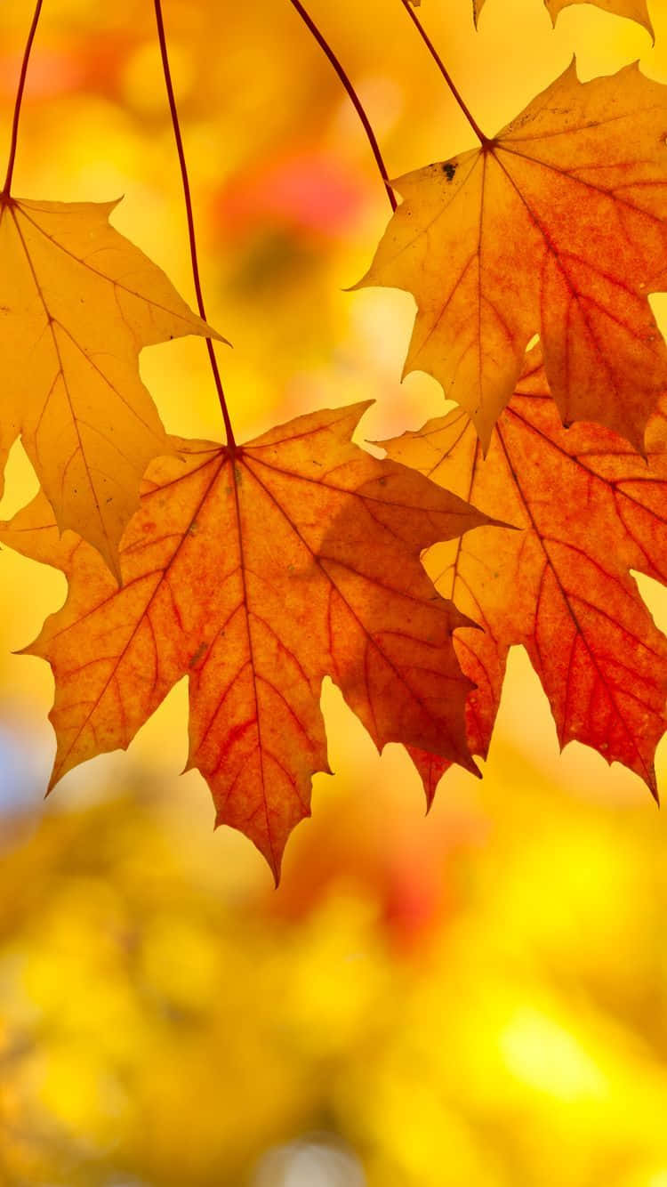 Enjoy The Beauty Of Autumn Leaves Wallpaper