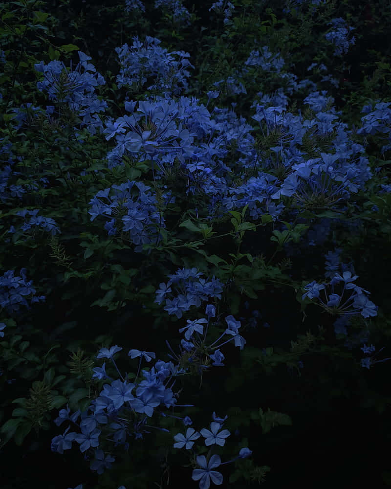 Enjoy The Beauty Of Blue Flowers And Find A Moment Of Serenity. Wallpaper