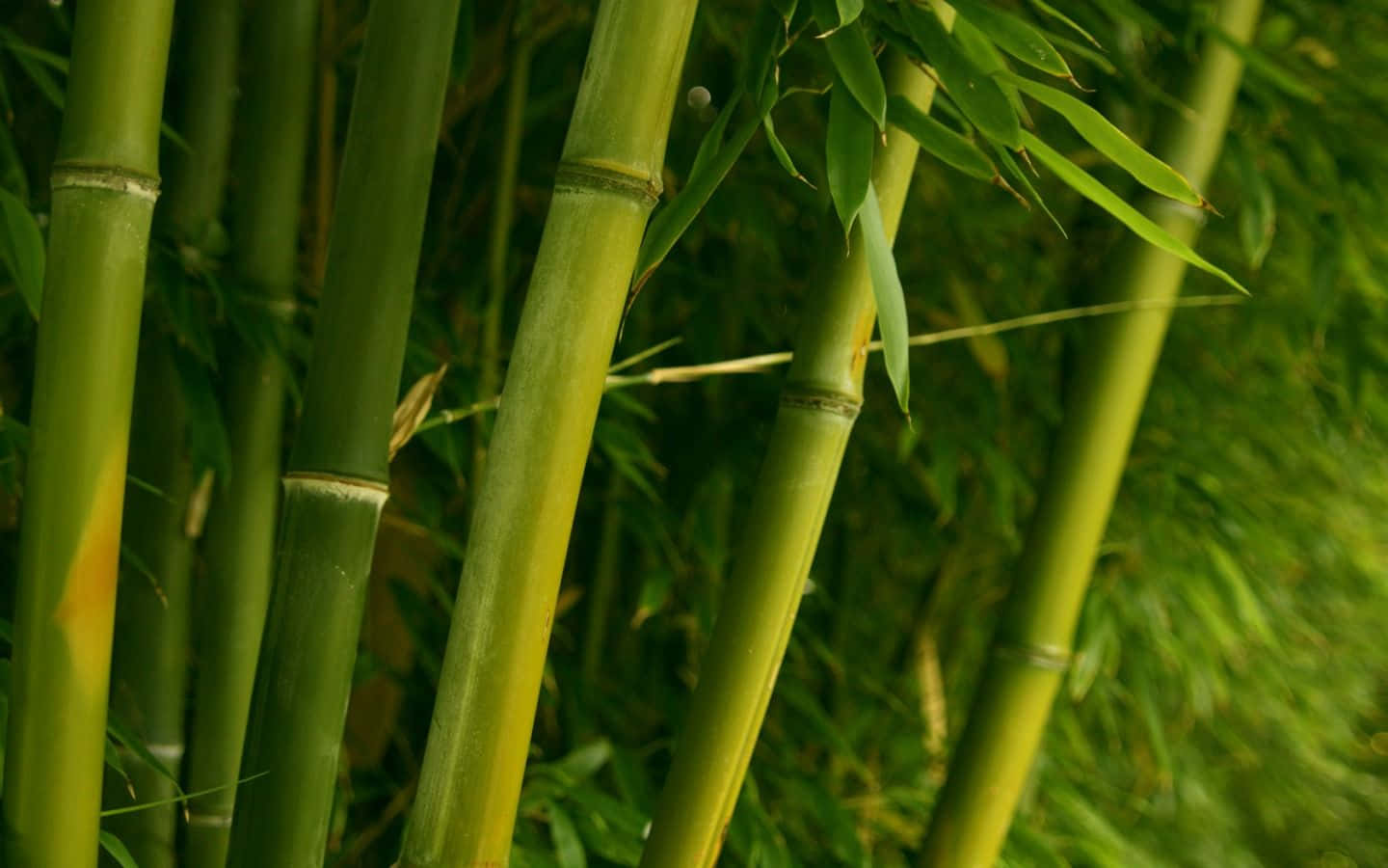 Enjoy The Beauty Of Green Bamboo Wallpaper