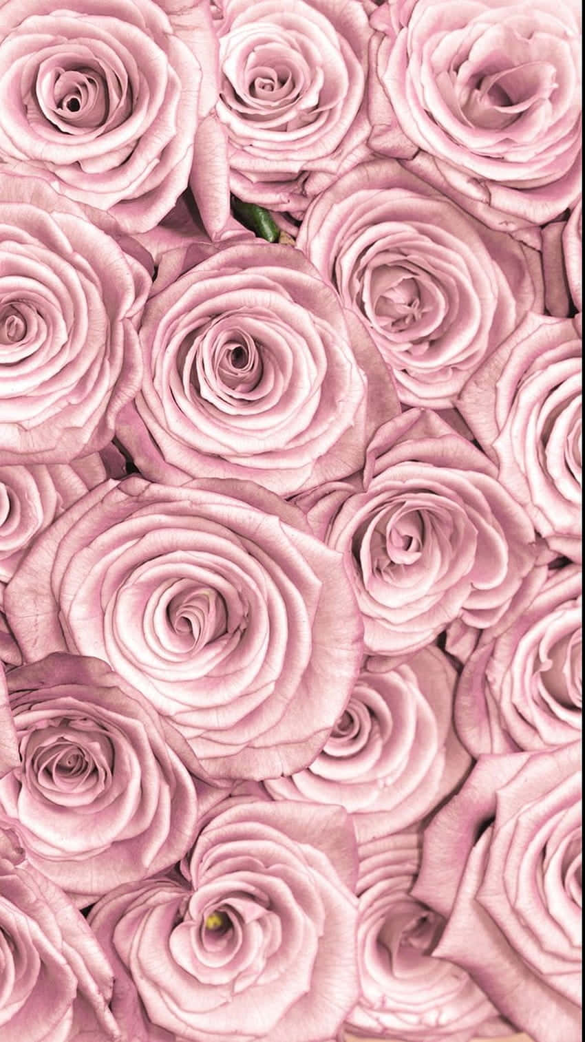 Enjoy The Beauty Of Light Pink Florals On Your Iphone. Wallpaper