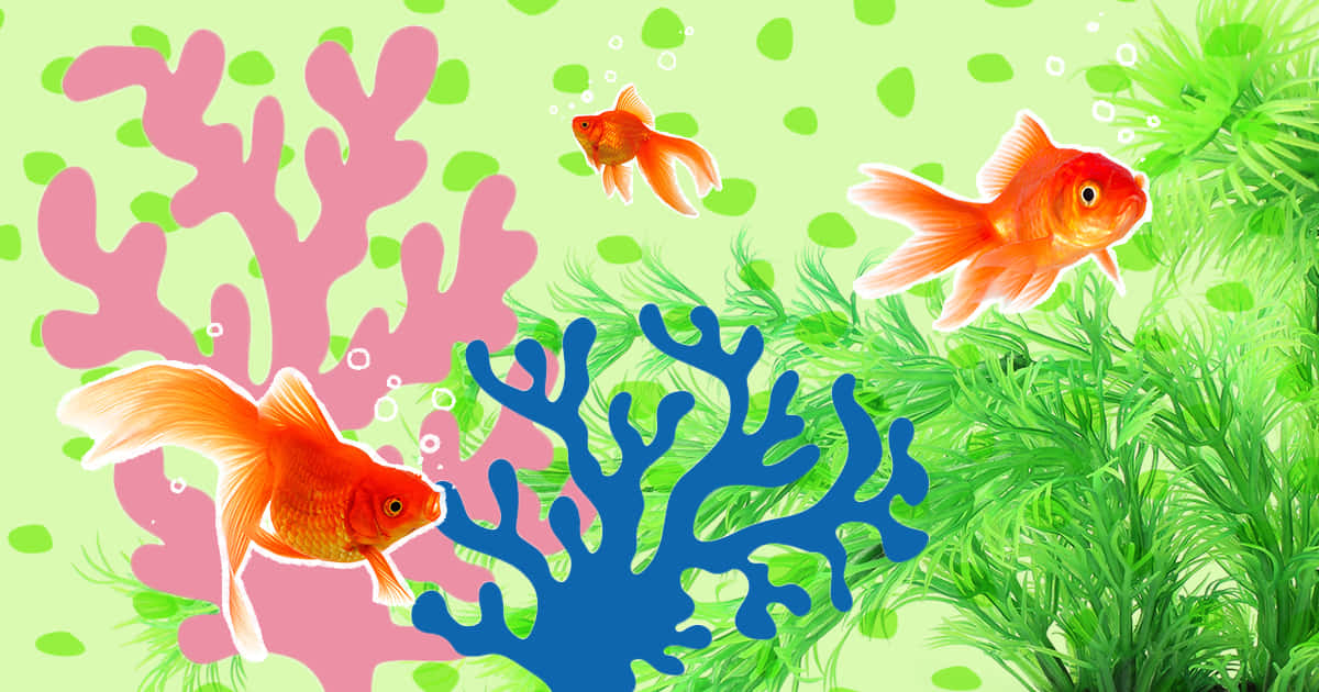 Enjoy The Beauty Of Nature And Relax With A Vibrant Aquarium Fish Tank. Wallpaper