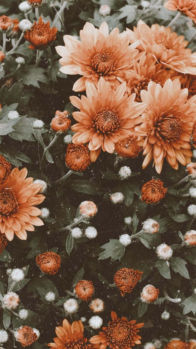 Enjoy The Beauty Of Nature With This Cute Iphone Flower Wallpaper Wallpaper