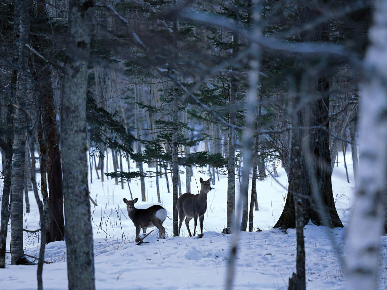 Enjoy The Beauty Of Old Winter Wallpaper