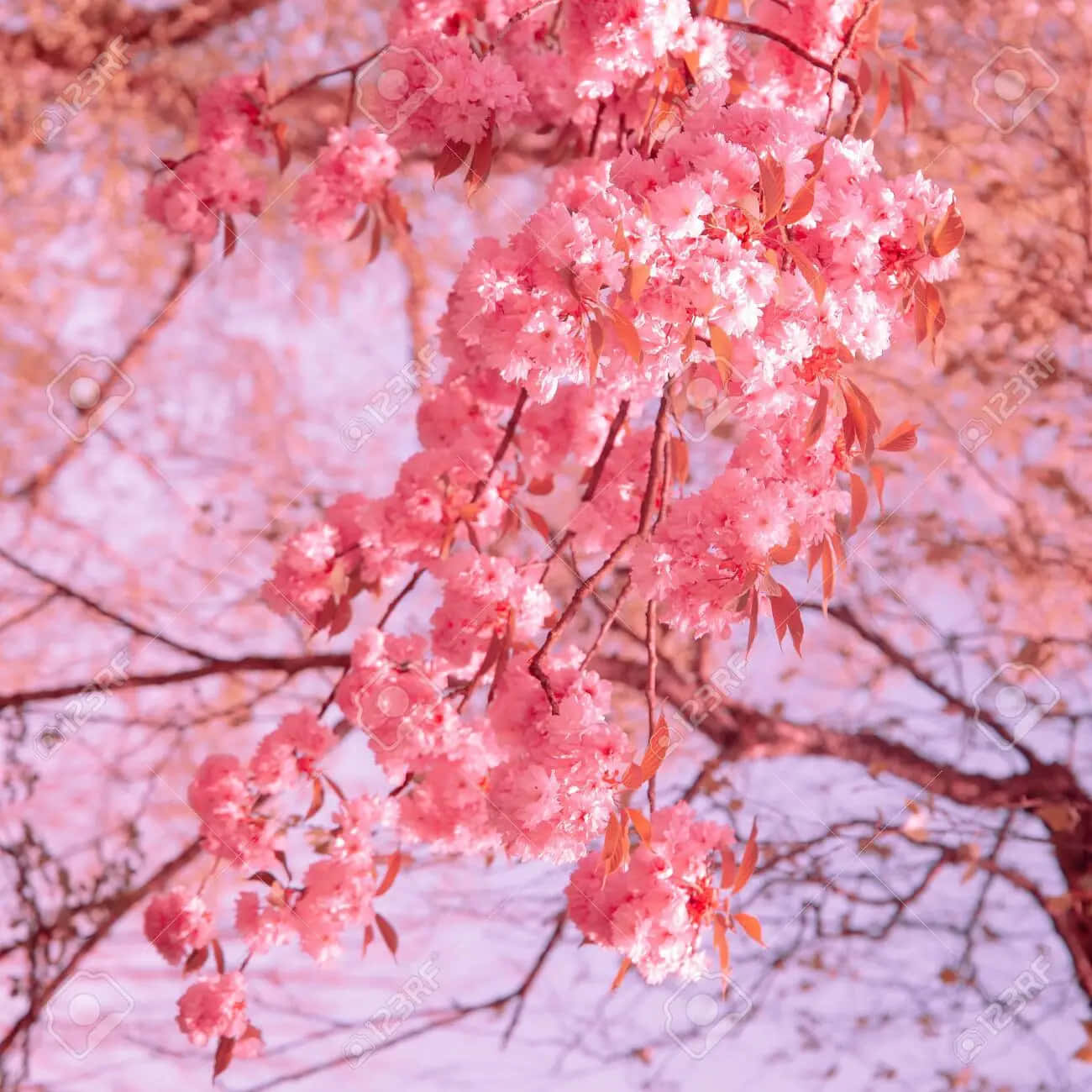 Enjoy The Beauty Of Sakura Blossom As Cherry Trees Bloom! Wallpaper