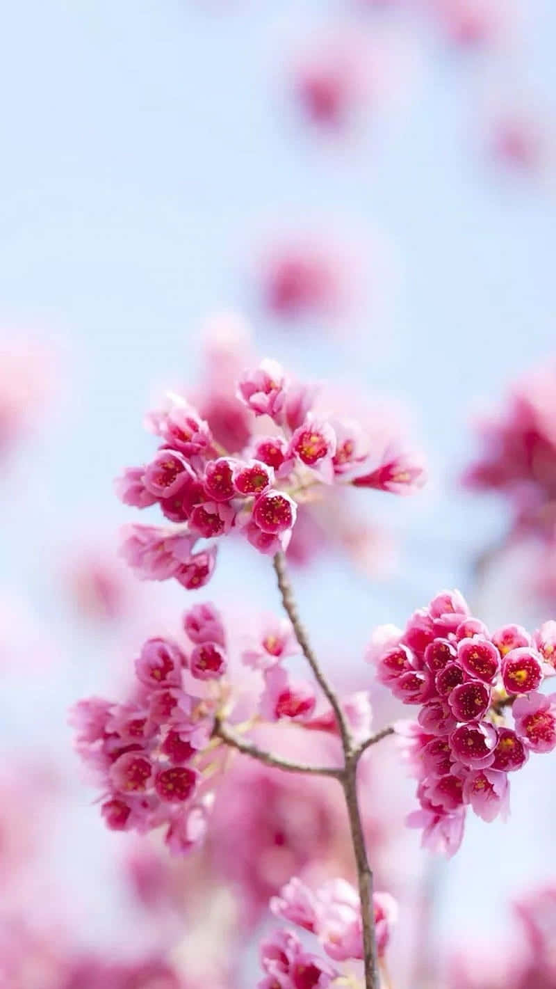 Enjoy The Beauty Of Spring All Year Long With This Gorgeous Light Pink Floral Iphone Wallpaper! Wallpaper