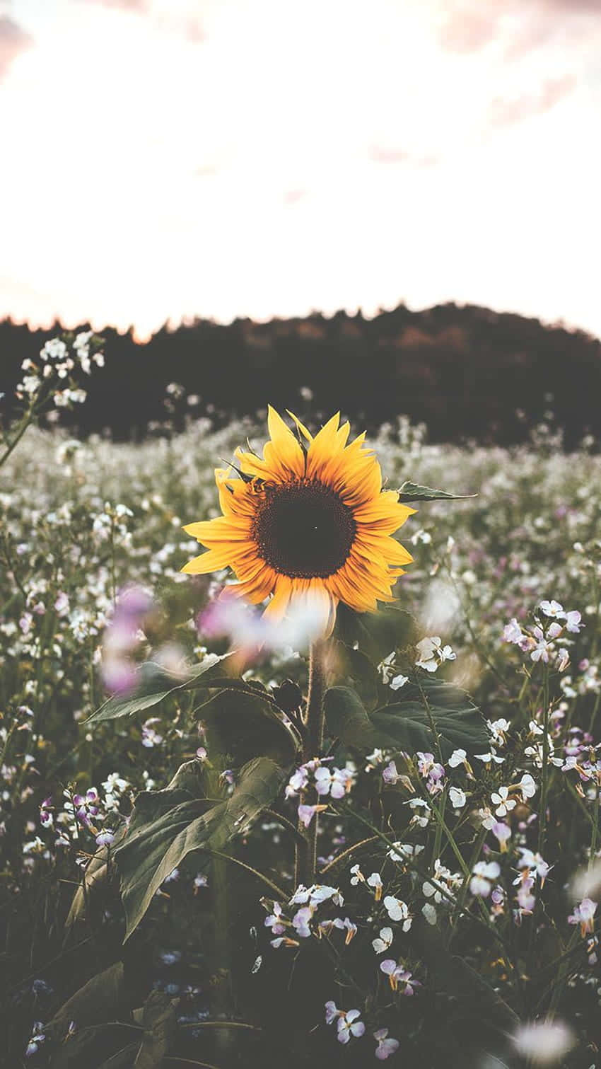 Enjoy The Beauty Of Sunflowers With This Sunflower Aesthetic Iphone Wallpaper! Wallpaper