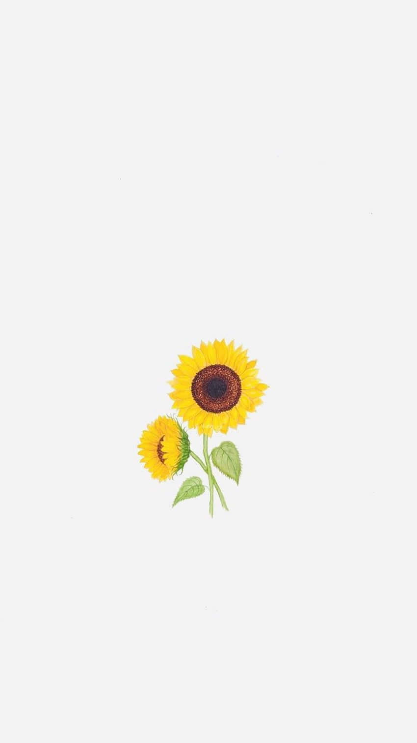 Enjoy The Beauty Of Sunflowers With Your Iphone Wallpaper