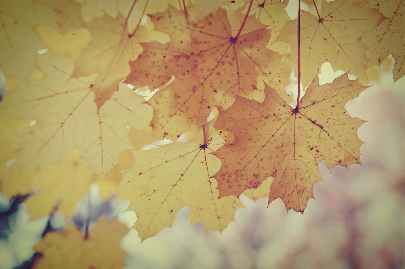 Enjoy The Beauty Of Vintage Fall Wallpaper