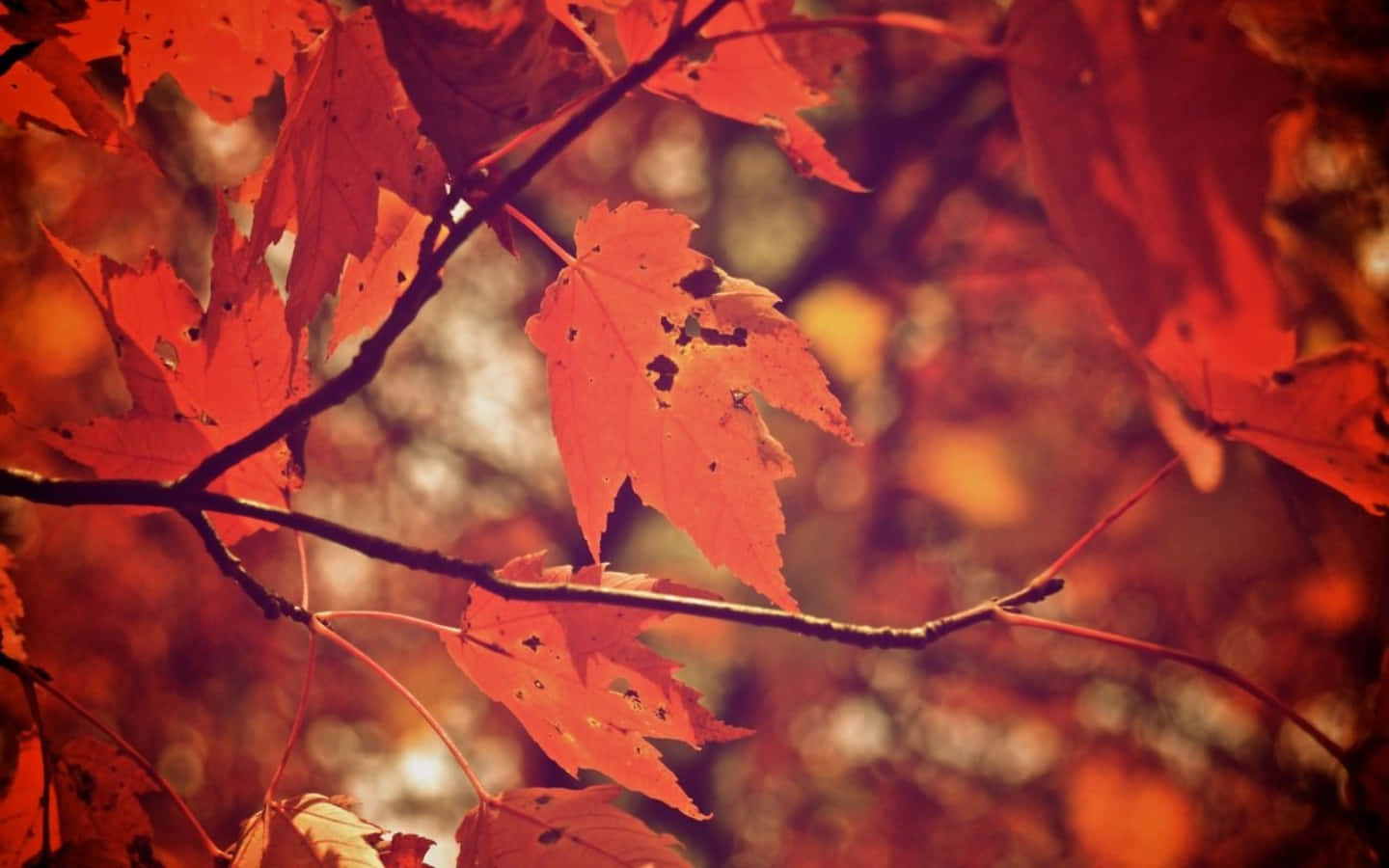 Enjoy The Colors Of Autumn From The Comfort Of Your Desktop! Wallpaper