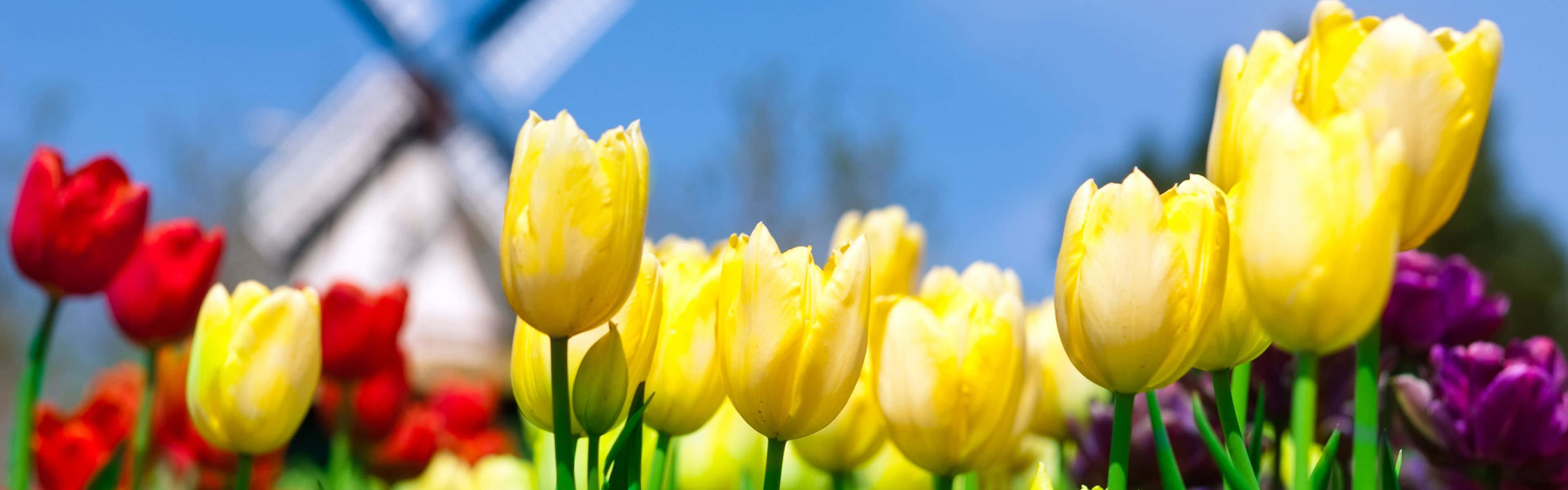 Enjoy The Colors Of Springtime On Two Monitors Wallpaper