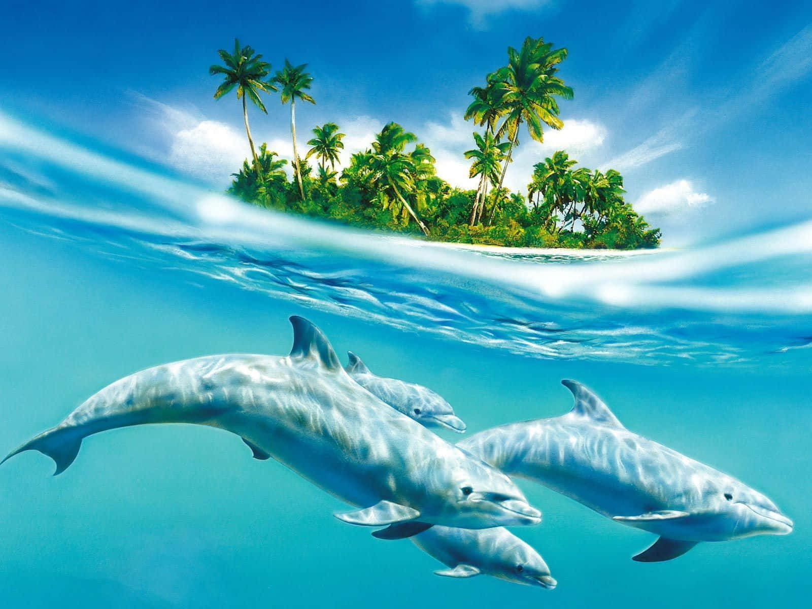 Enjoy The Cool Breeze With A Magic Jumping Dolphin! Wallpaper