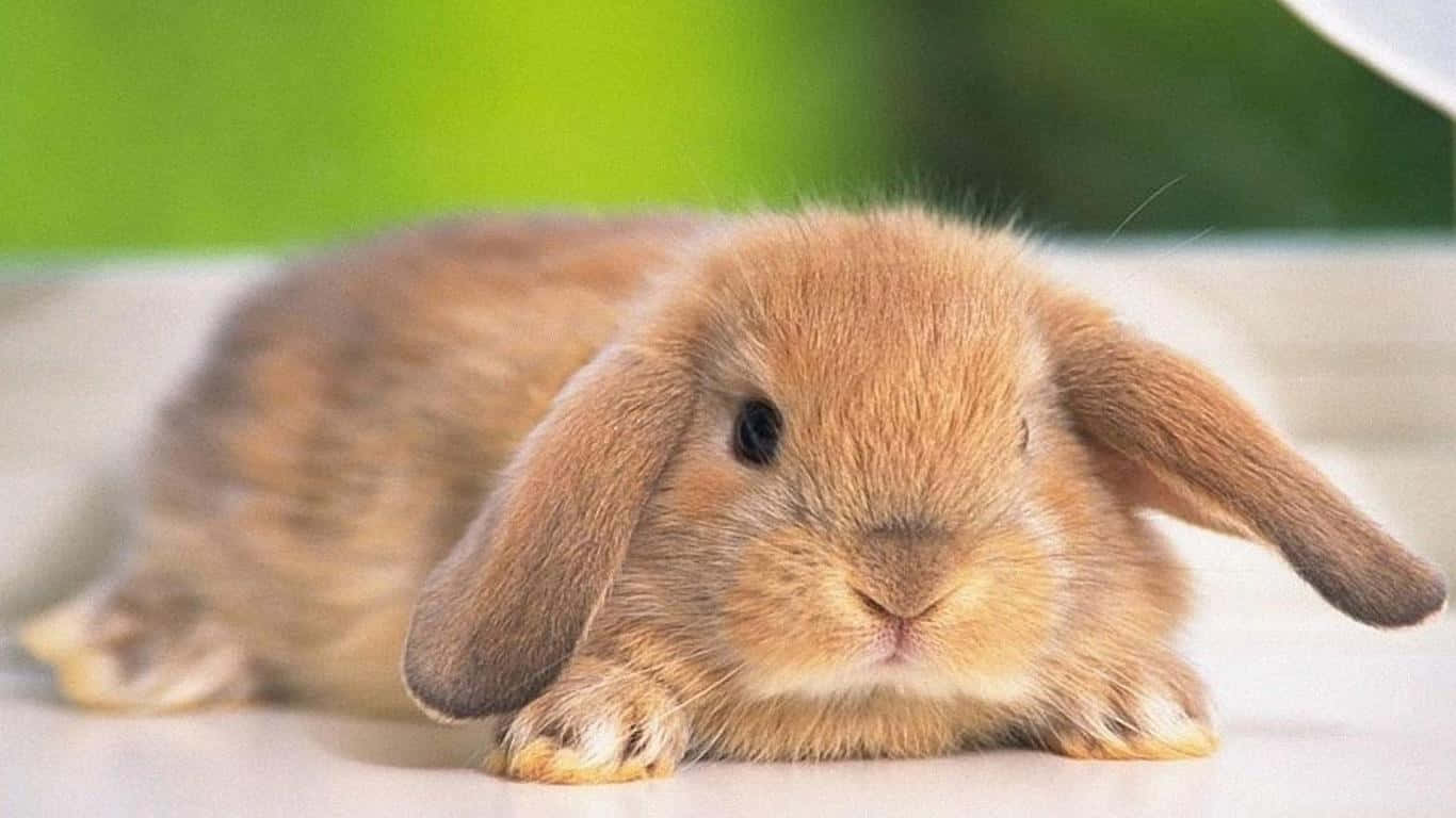 Enjoy The Cuteness Of Two Bunny Rabbits Wallpaper