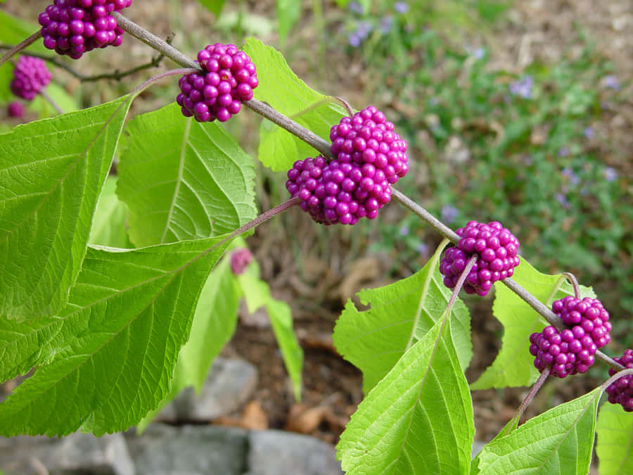 Enjoy The Deliciousness Of Purple Berries! Wallpaper