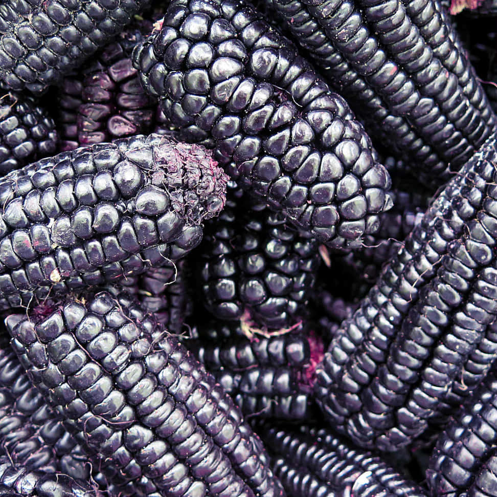 Enjoy The Deliciousness Of Purple Corn Wallpaper