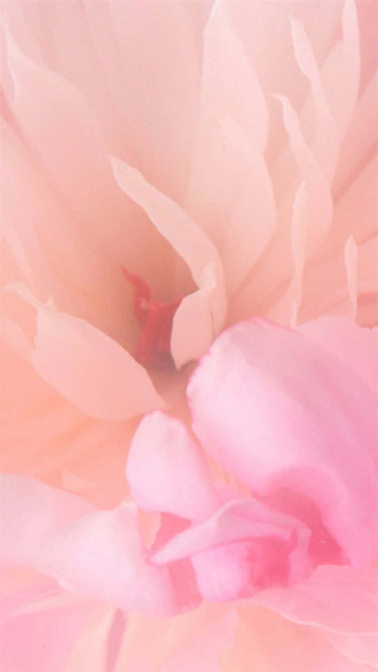 Enjoy The Elegance Of Pink Florals In The Palm Of Your Hand With This Stunning Iphone Wallpaper. Wallpaper