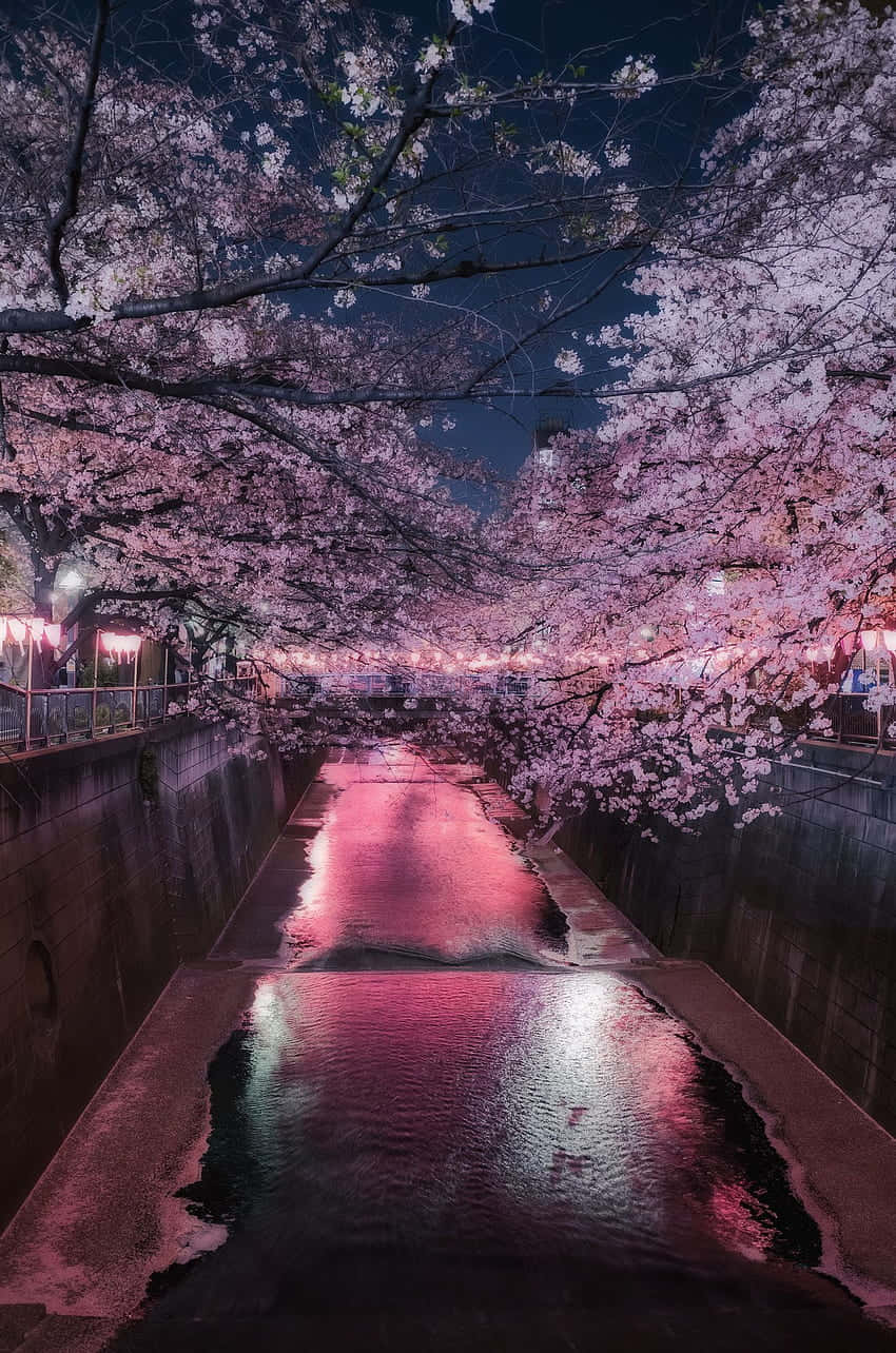 Enjoy The Ethereal Beauty Of Night Cherry Blossoms. Wallpaper