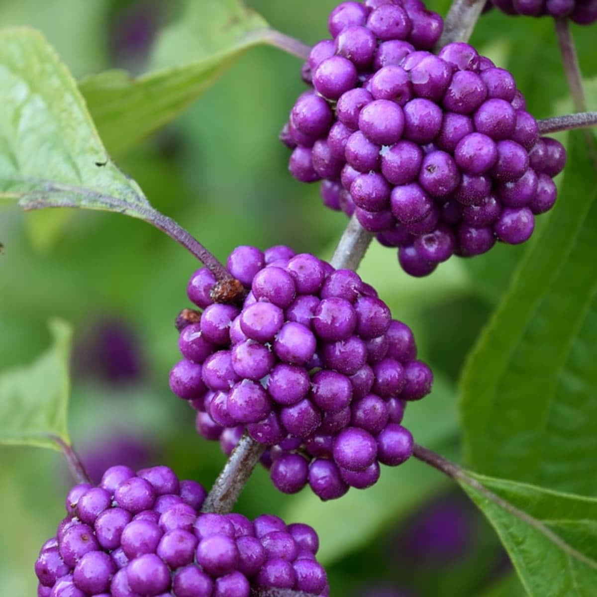 Enjoy The Juicy Sweetness Of Purple Berries Wallpaper