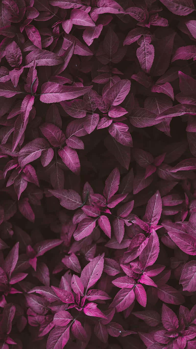 Enjoy The Luxurious Shade Of Dark Pink Wallpaper