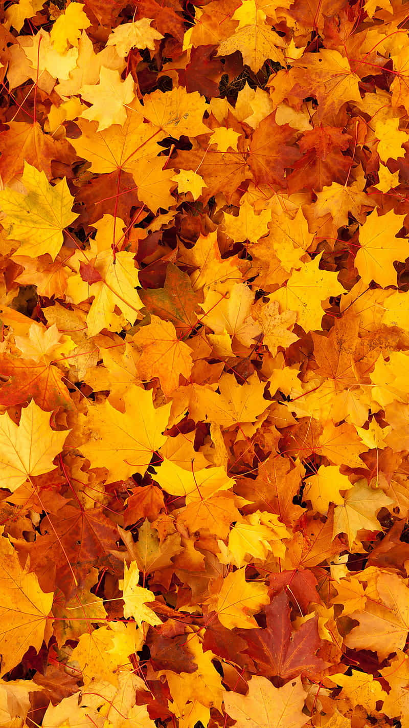 Enjoy The Magic Of Fall With The Autumn Leaves Phone. Wallpaper