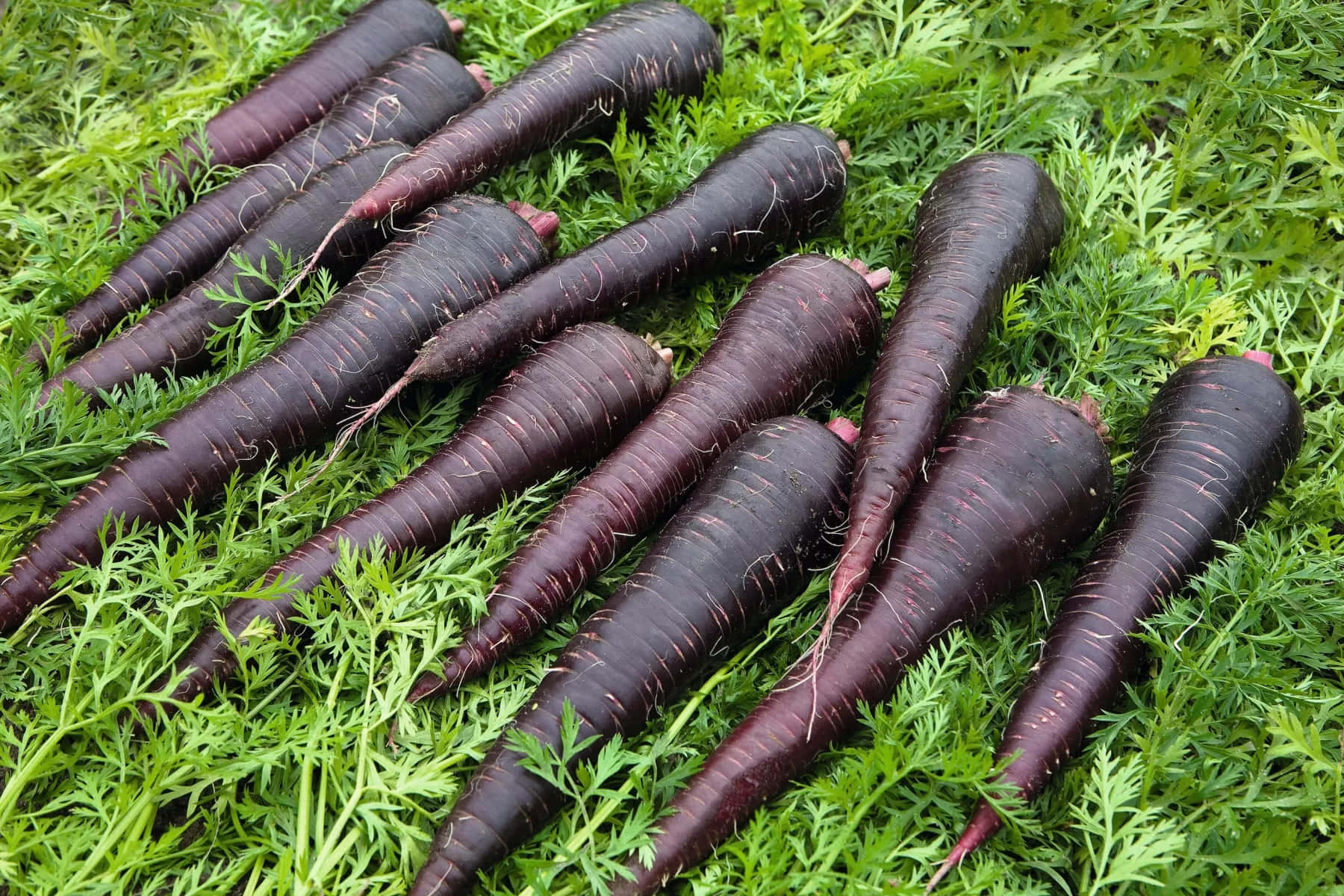 Enjoy The Nutritional Benefits Of Purple Carrots With Every Bite Wallpaper