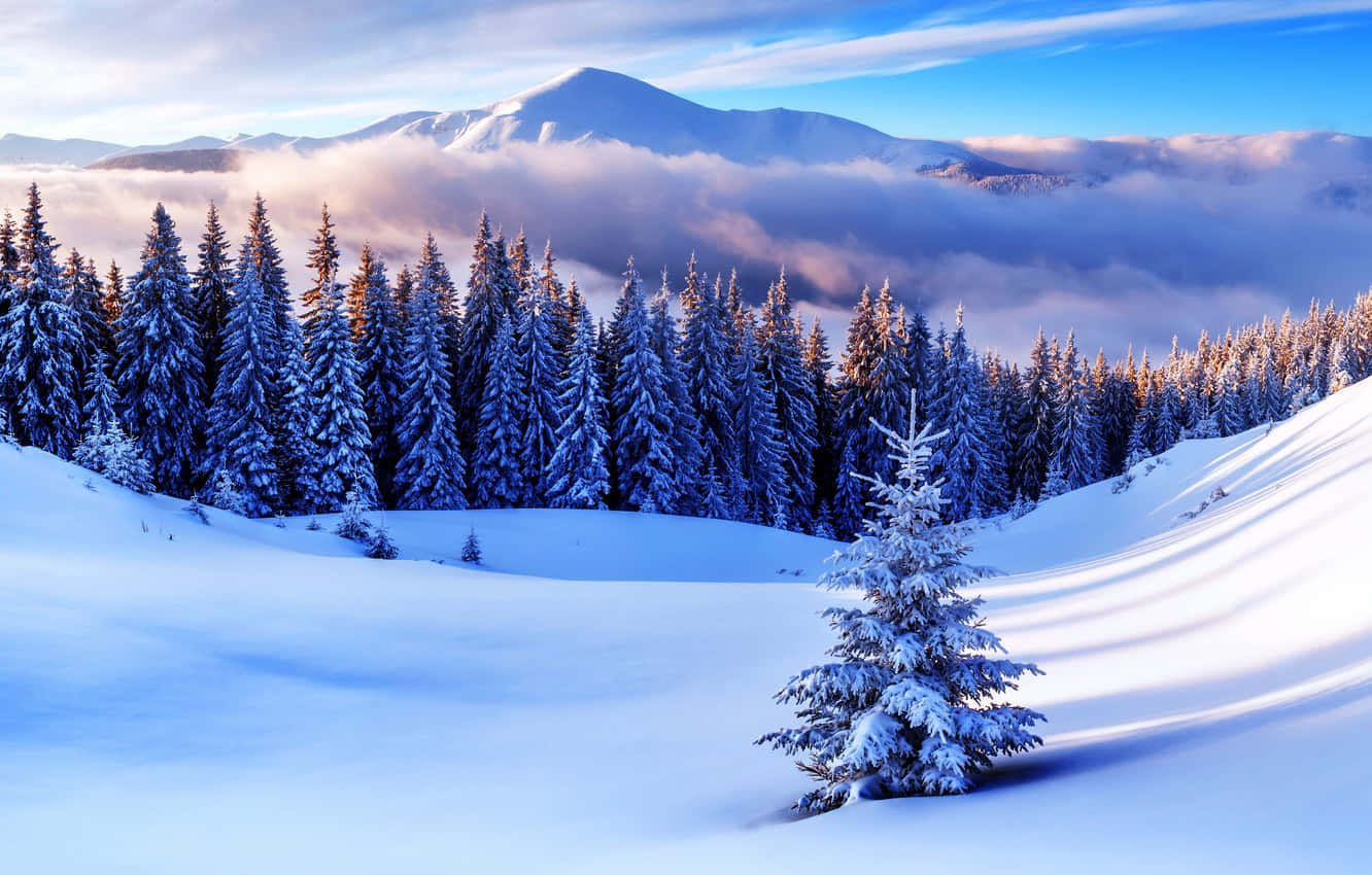 Enjoy The Peace And Beauty Of A Winter Snowfall Wallpaper