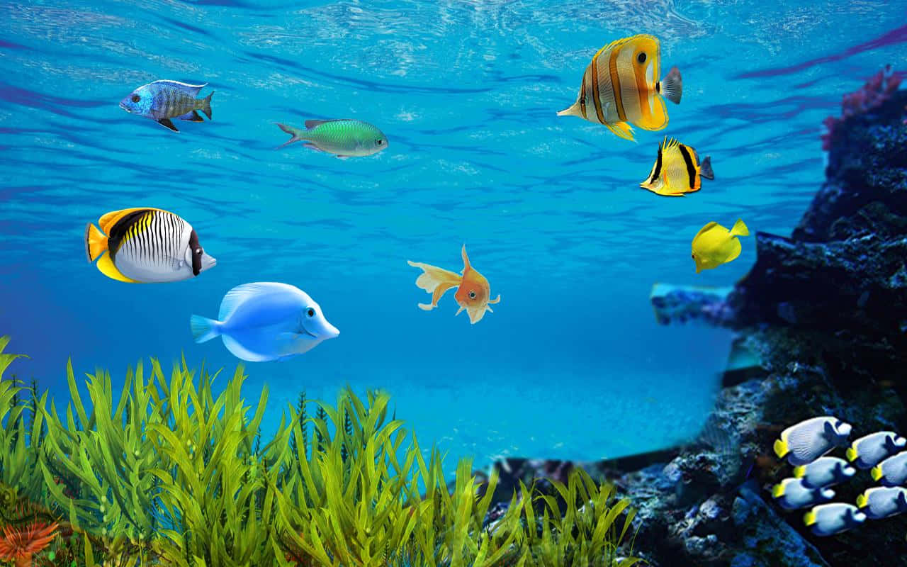 Enjoy The Relaxing Colors And Motion Of Aquarium Fish Tank Wallpaper