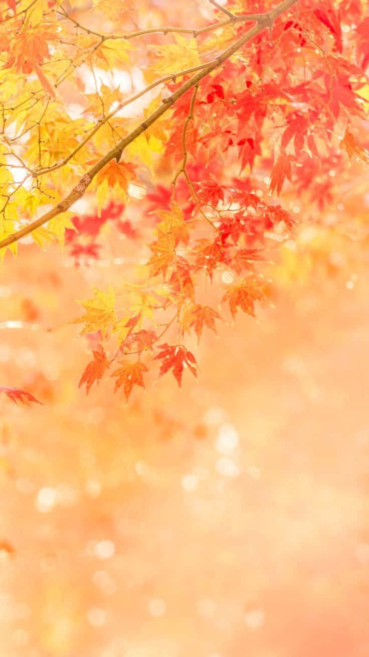 Enjoy The Season Of Change With A Touch Of Autumn Wallpaper