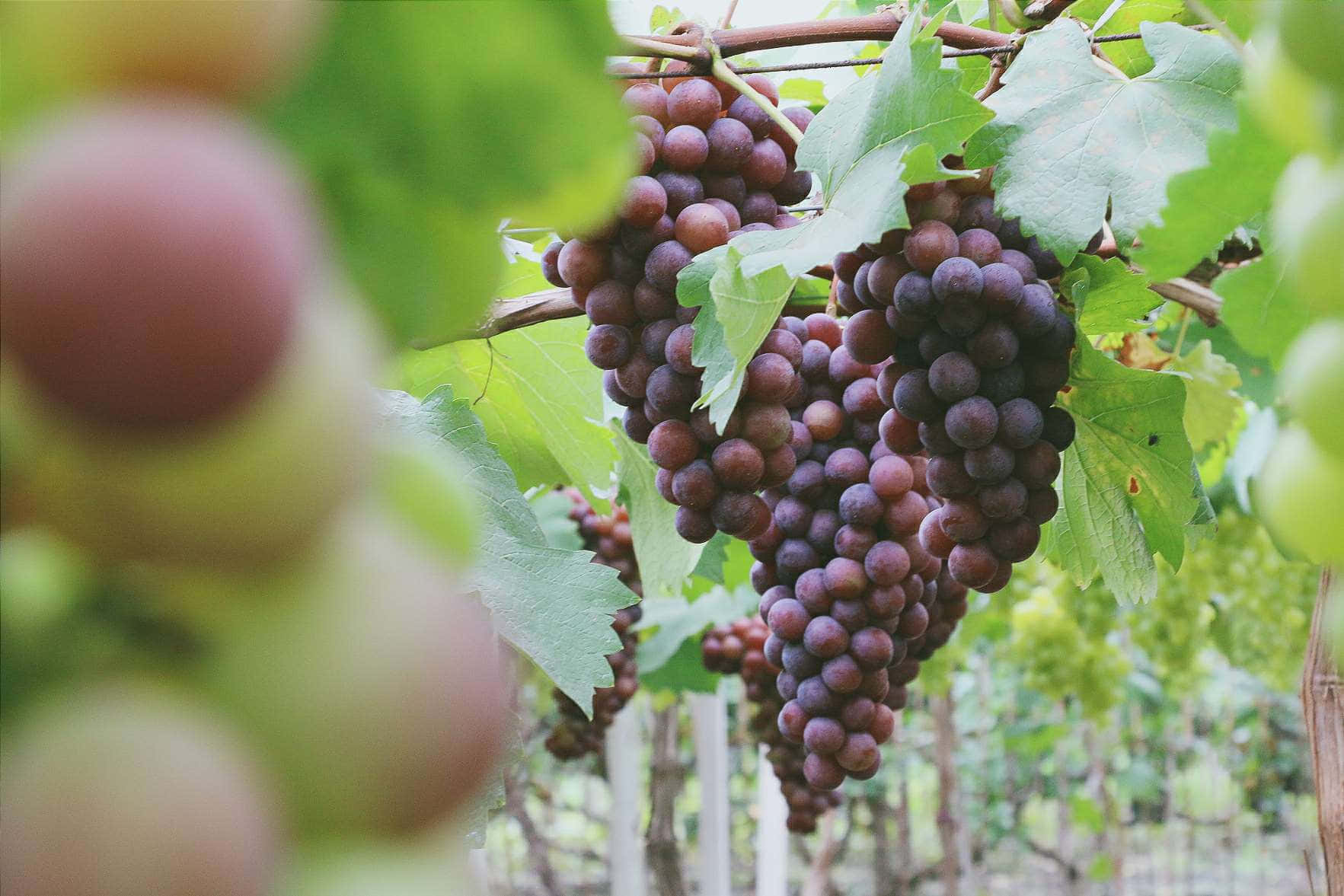 Enjoy The Sweet, Juicy Taste Of Purple Grapes. Wallpaper