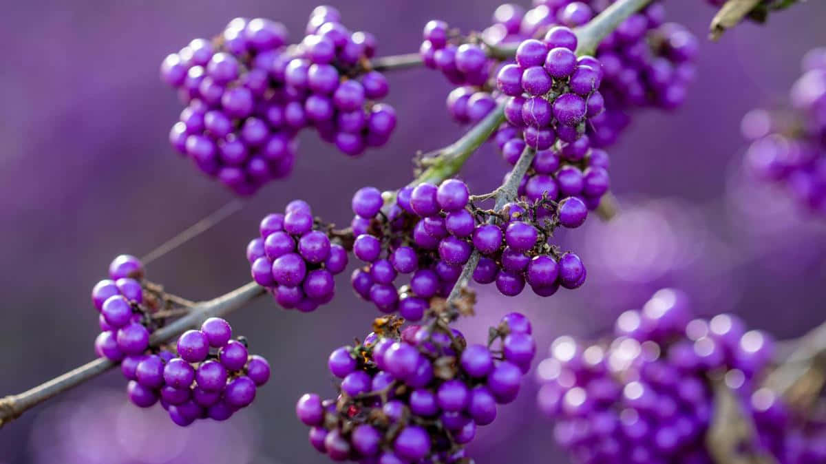 Enjoy The Sweet Taste Of Purple Berries Wallpaper