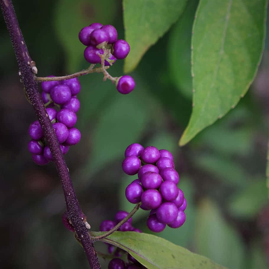 Enjoy The Sweetness Of Nature's Delicious Purple Berries Wallpaper