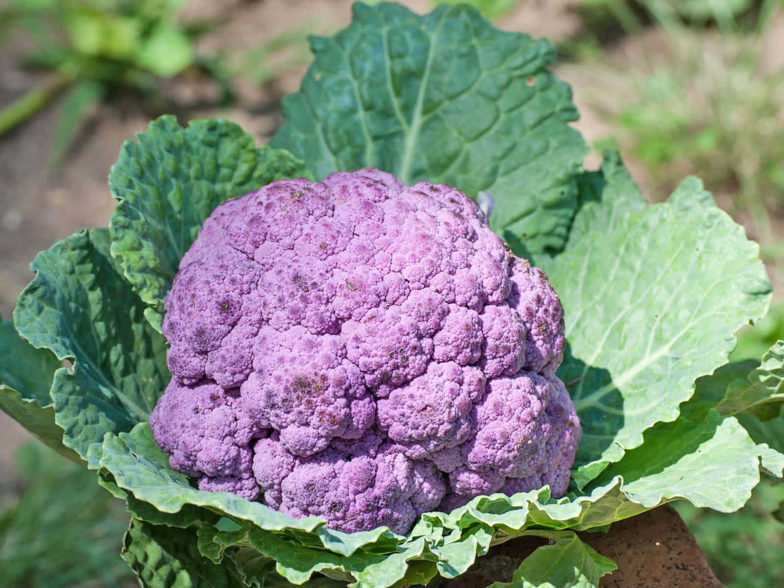 Enjoy The Unique Color Of Purple Cauliflower Wallpaper