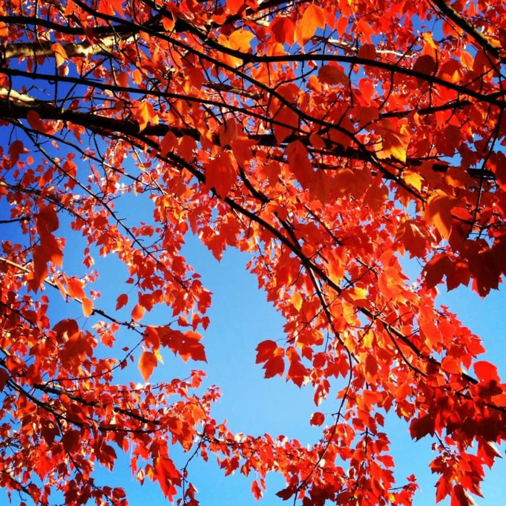 Enjoy The Vibrant Colors Of Fall With The All New Ipad Wallpaper