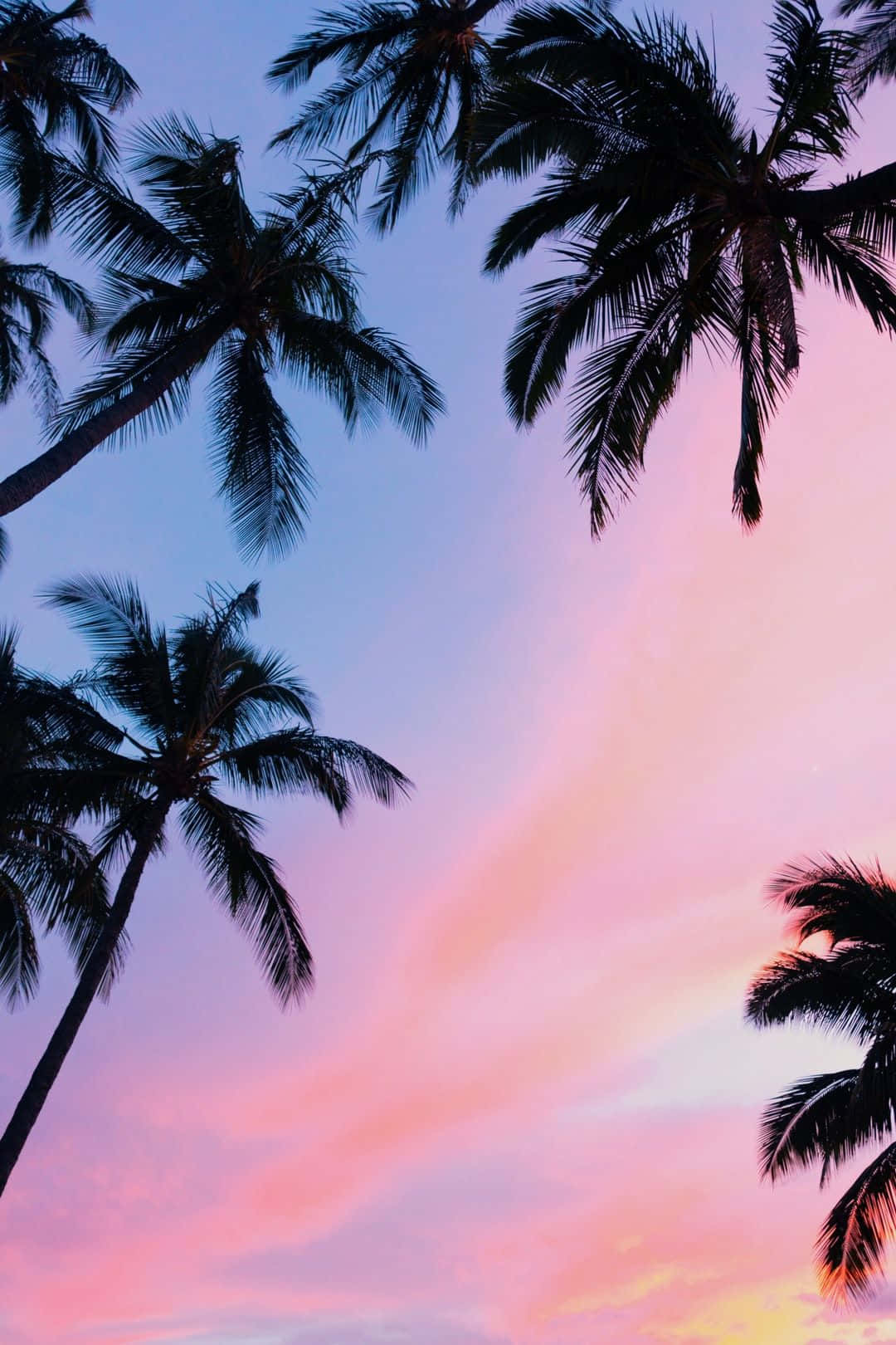 Enjoy The View Of An Aesthetic Palm Tree. Wallpaper