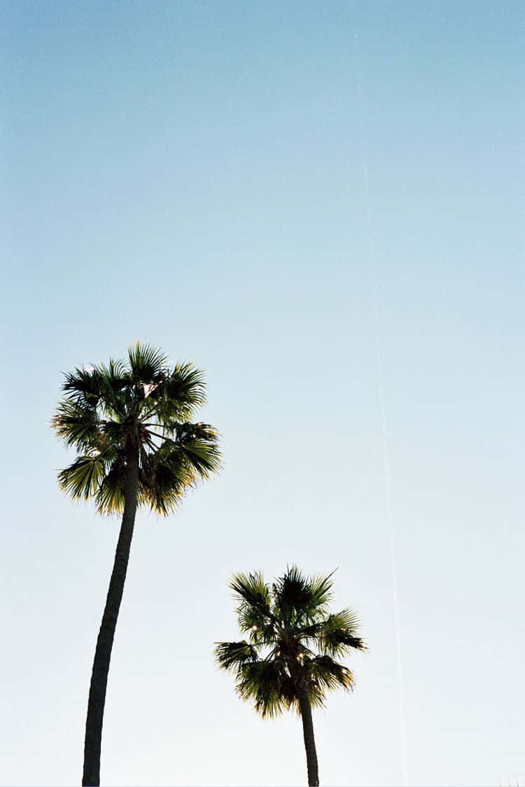 Enjoy The View Of Lush Palm Trees With Your Iphone Wallpaper