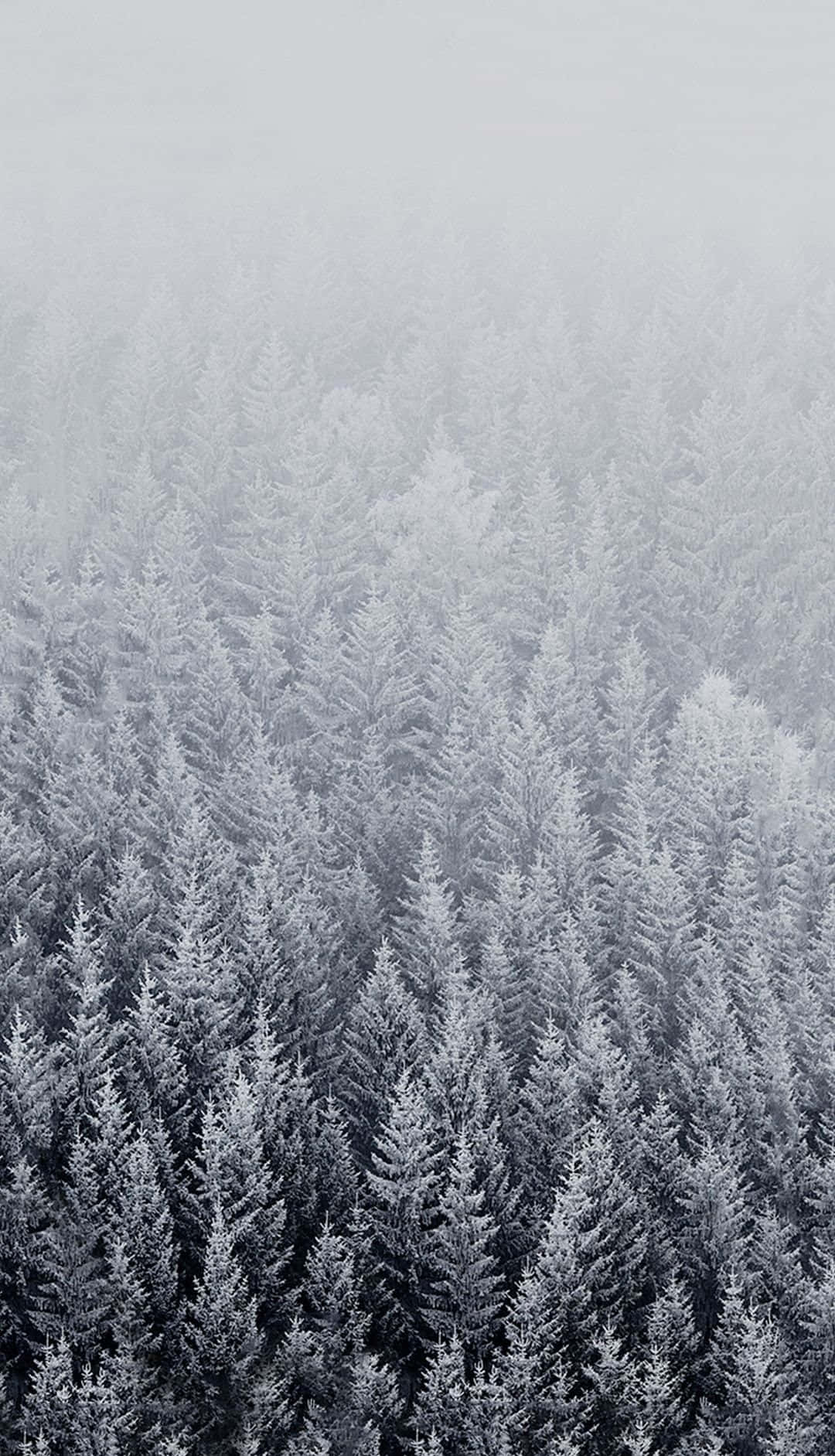 Enjoy The Wintry Wonderland With This Pristine Winter Iphone 6 Plus Wallpaper