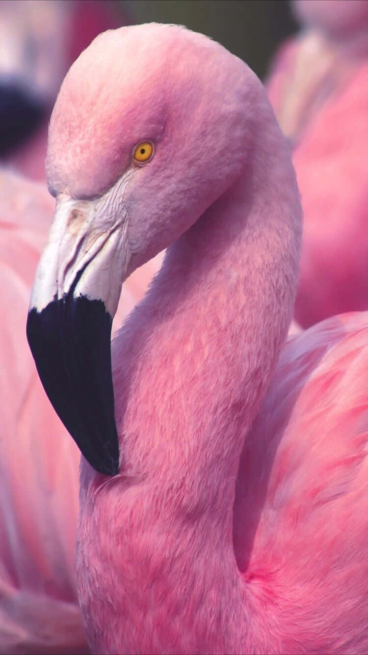 Enjoy Watching Flamingos With Your Iphone Wallpaper