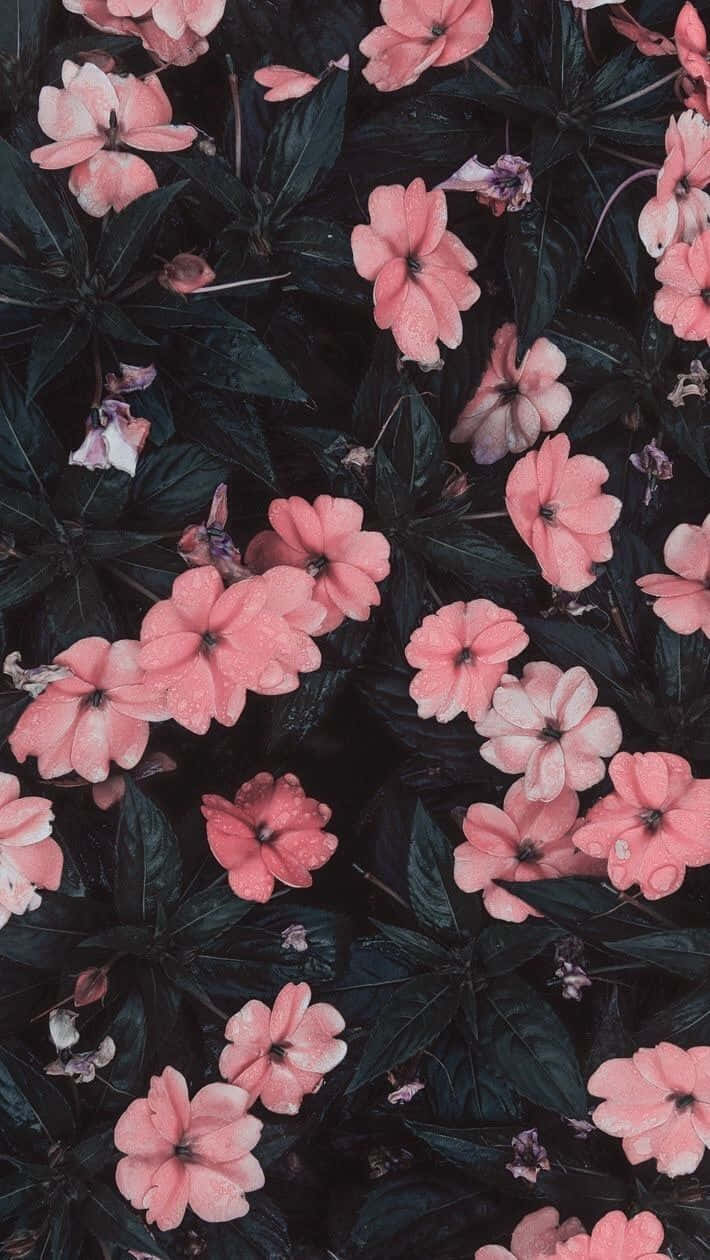 Enjoy Your Day With A Beautiful Light Pink Floral Iphone Wallpaper. Wallpaper