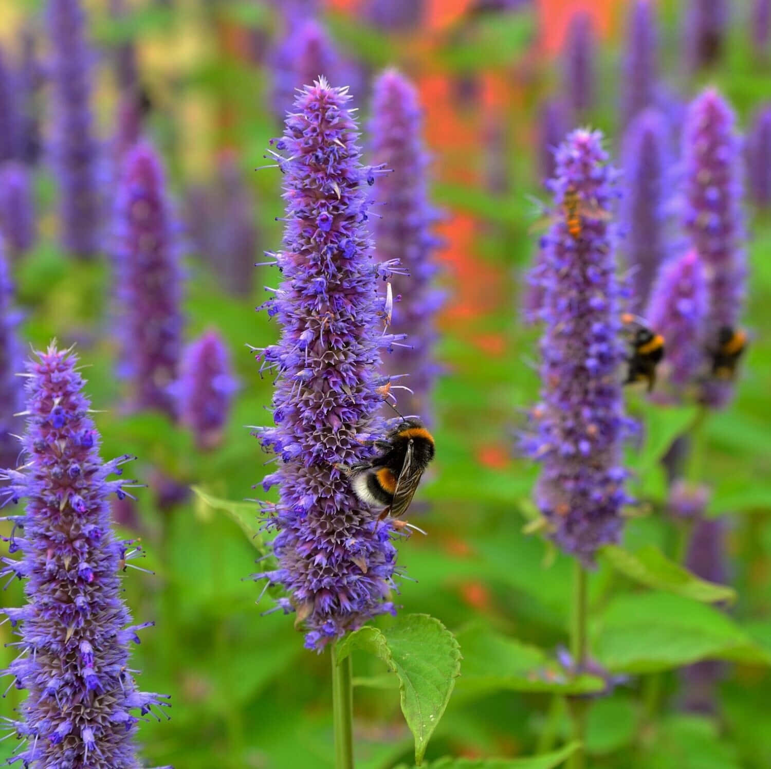 Enjoy Your Sweet Tooth With Delicious Purple Licorice Wallpaper