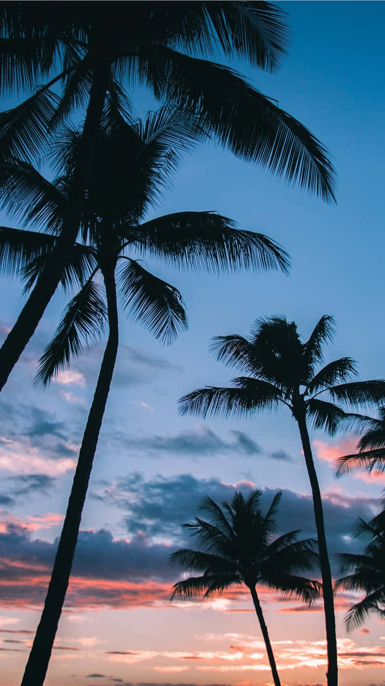 Enjoying A Day Off Under The Sunny Sky And The Palm Tree. Wallpaper