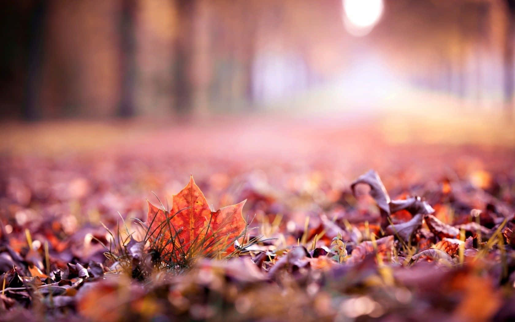 Enjoying The Cool Autumn Season Wallpaper