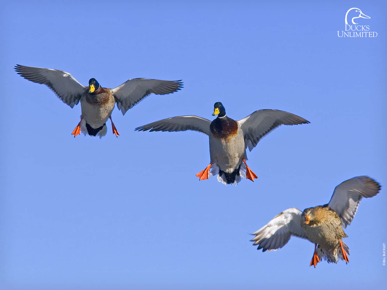 Enjoying The Sport Of Duck Hunting Wallpaper