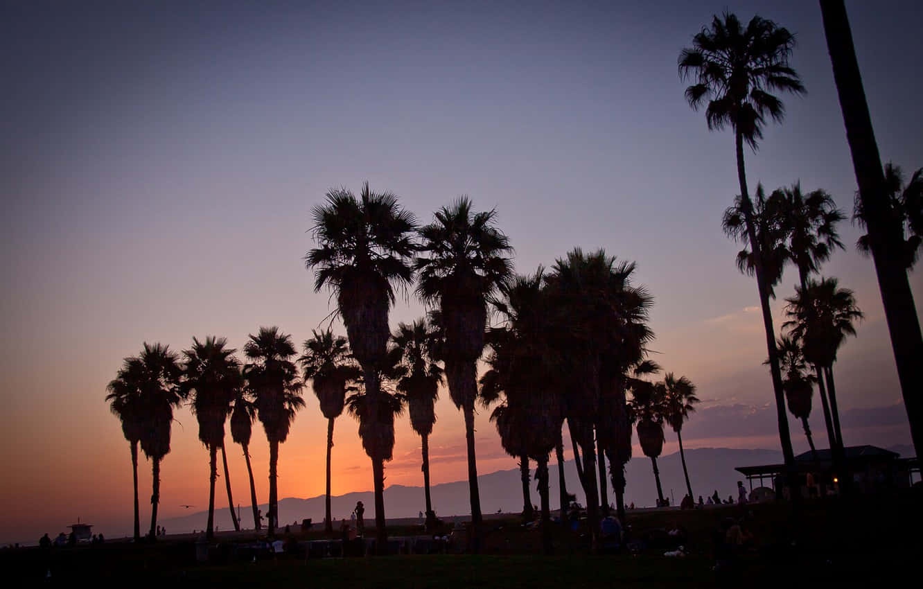 Enjoying The Sun During A California Summer Wallpaper