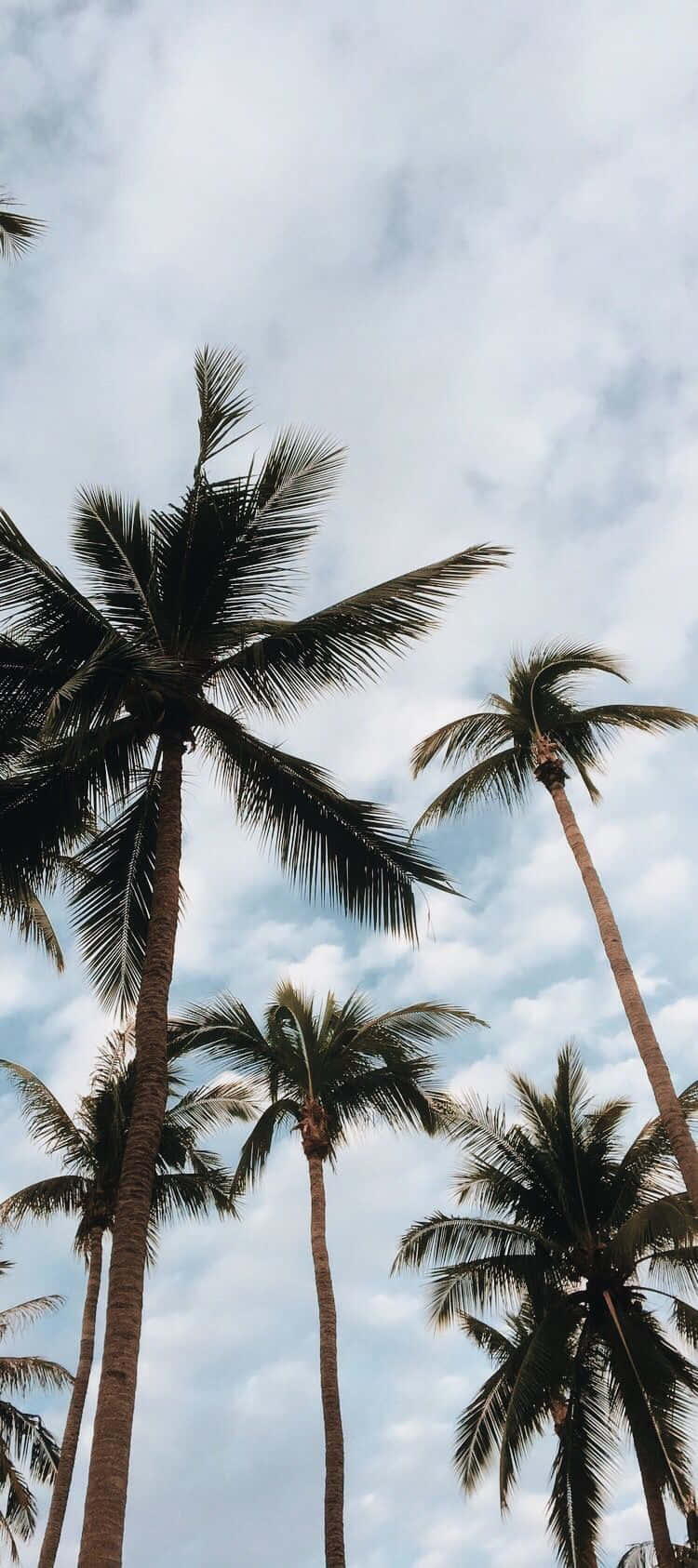 Enjoying The View Of A Cute Palm Tree Wallpaper