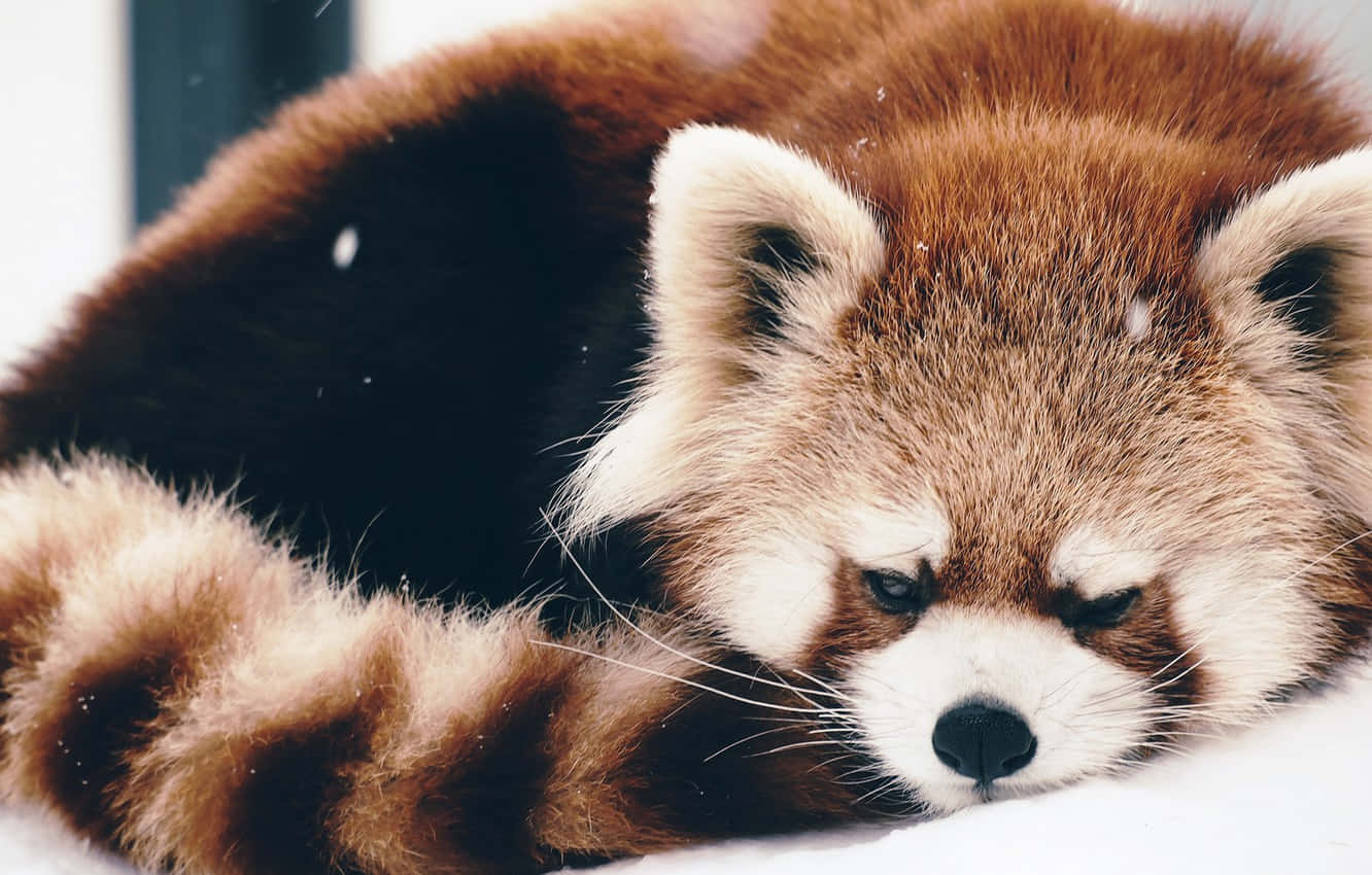 Enjoying The Warmth Of The Sun, This Cute Red Panda Is An Adorable Sight Wallpaper