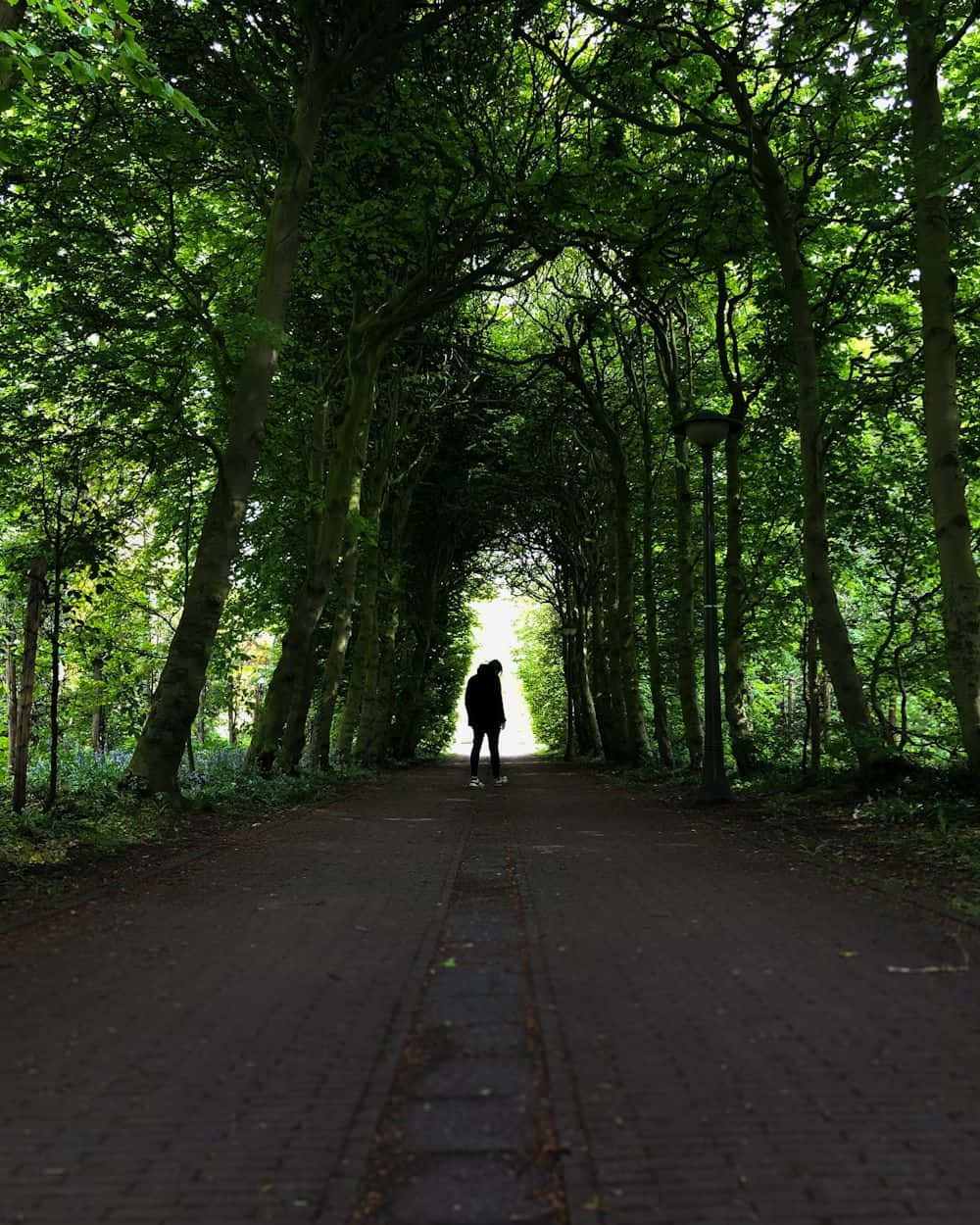 Enschede Park Promenade Silhouette Wallpaper