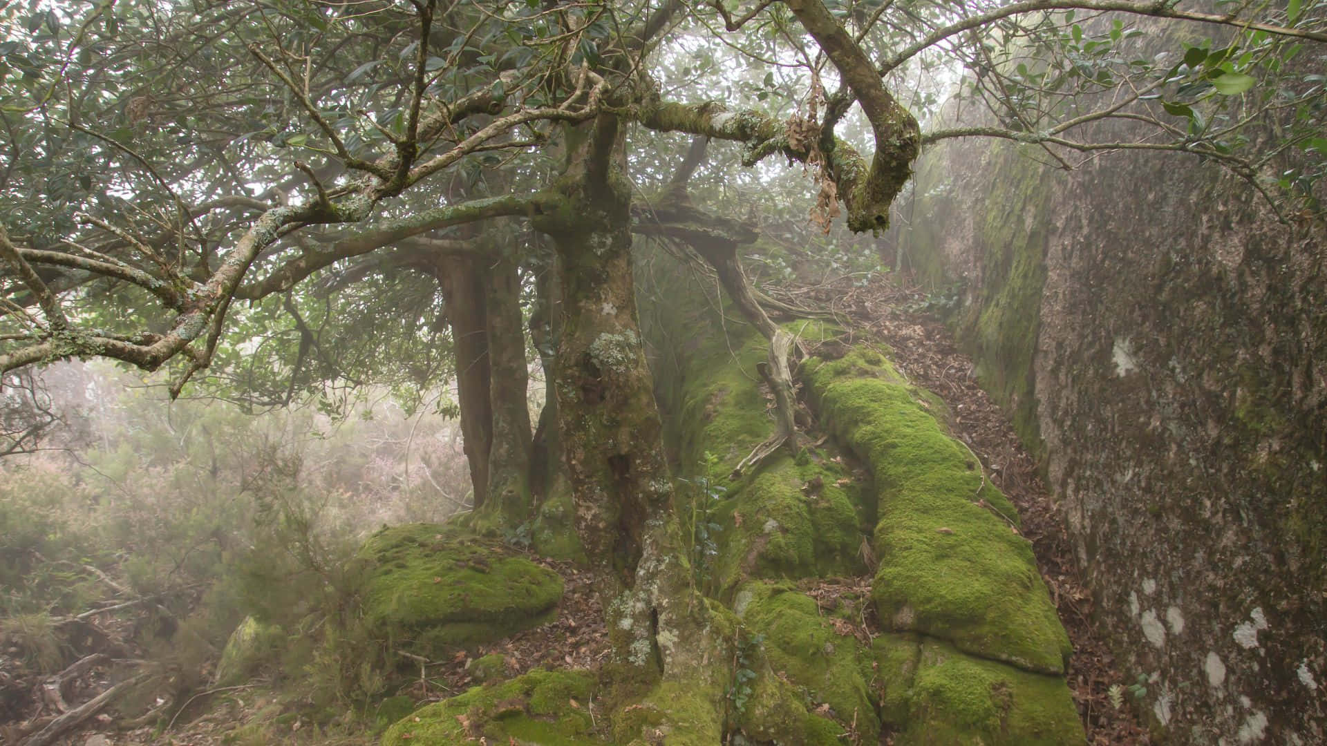 Enter At Your Own Risk, The Haunted Forest Is Waiting Wallpaper